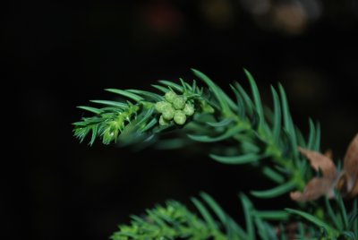 Cryptomeria japonica - kryptomerie japonská - detail jehlic s pupeny